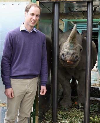 Rhino Translocation Project, Port Lympne Wild Animal Park, Britain - Jun 2012