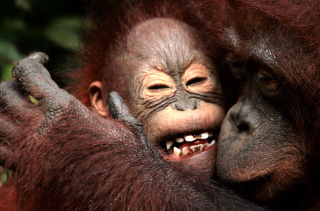 Rescued Orangutan in Borneo Sanctuary