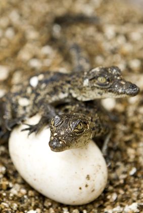 Two Morelets Crocodile Egg Editorial Stock Photo - Stock Image ...