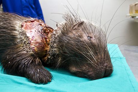 The point is, porcupines inspired improved surgical tape