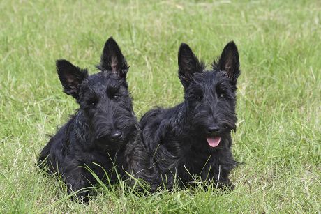 250 Scottish terrier Stock Pictures, Editorial Images and Stock Photos ...