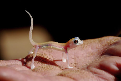 1 Geck Stock Pictures, Editorial Images and Stock Photos | Shutterstock