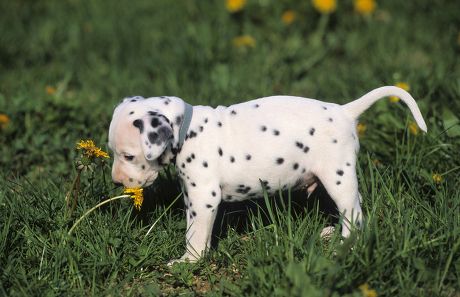 250 Pups eating Stock Pictures, Editorial Images and Stock Photos ...