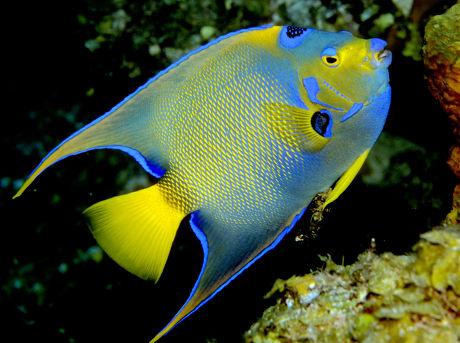 250 Saltwater aquarium Stock Pictures, Editorial Images and Stock ...