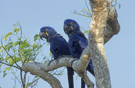 250 Parrot feather Stock Pictures, Editorial Images and Stock Photos ...