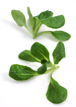 Corn Salad Lambs Lettuce Valerianella Olitoria Editorial Stock Photo ...