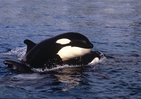 Killer Whale Orcinus Orca Adult Head Editorial Stock Photo - Stock ...