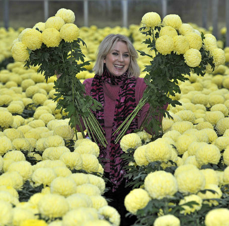 Mail Writer Ticky Hedley-dent (pictured) Visits One Of The Uk's Last Chrysanthemum Growers.- Grower Trevor Lawerence On His Farm Near Holmes Chapel Cheshire.