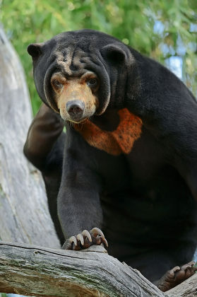 Malayan Sun Bear Ursus Malayanus Helarctos Editorial Stock Photo ...