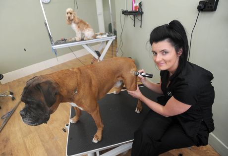 Dogs given 'temporary tattoos' by shaving patterns and pictures into their fur, Hatfield, Hertfordshire, Britain - 11 Feb 2013