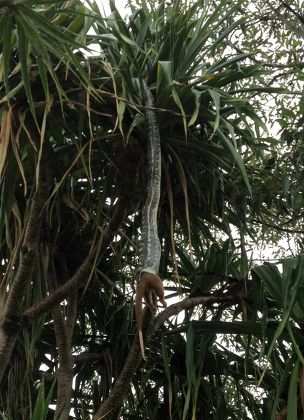 Python Hanging Tree Process Swallowing Ringtail Editorial Stock Photo ...