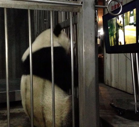 Female Panda Ke Lin Male Panda Editorial Stock Photo - Stock Image