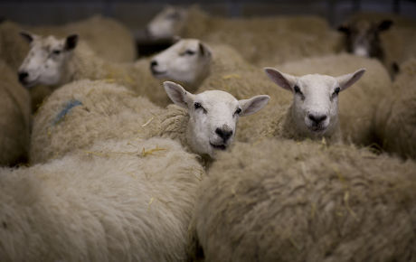 74 Lambing season Stock Pictures, Editorial Images and Stock Photos ...