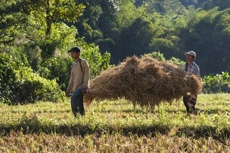 12 Men load hay Stock Pictures, Editorial Images and Stock Photos ...