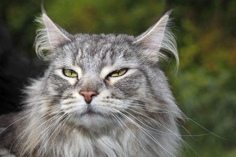 Maine Coon American Longhair Cat Sitting Editorial Stock Photo - Stock ...