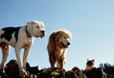 Homeward Bound Incredible Journey 1993 Benj Editorial Stock Photo