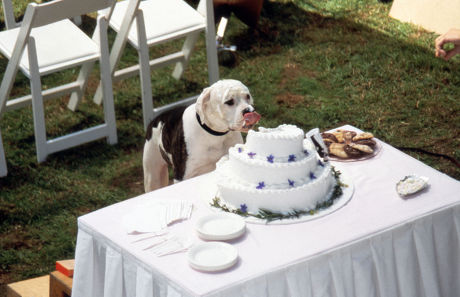 Homeward Bound Incredible Journey 1993 Editorial Stock Photo - Stock