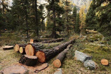 62 Deforesting Stock Pictures, Editorial Images and Stock Photos ...