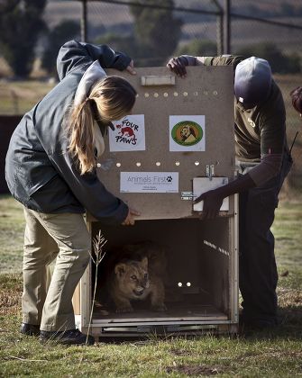lion crate