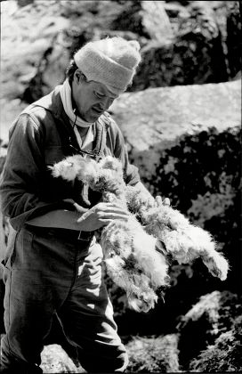 1988 Mail On Sunday Yeti Expedition In Tibet Lead By Mountaineer Chris Bonington In Search Of The Yeti Pictured Dr Charles Clarke Examines Sheep Remains.