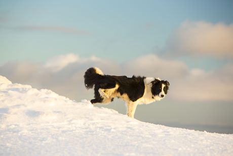 are border collies territorial