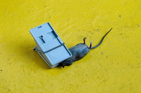 250 Mouse Trap Stock Pictures, Editorial Images And Stock Photos 