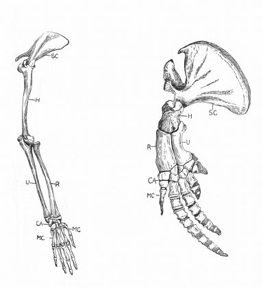 33 Comparative Anatomy Stock Pictures, Editorial Images And Stock ...