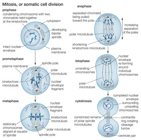 4 Mitosis Stock Pictures, Editorial Images and Stock Photos | Shutterstock