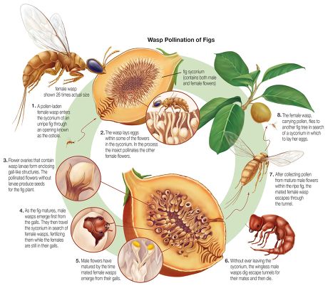 Coevolution Between Fig Wasps Figs Has Editorial Stock Photo - Stock ...