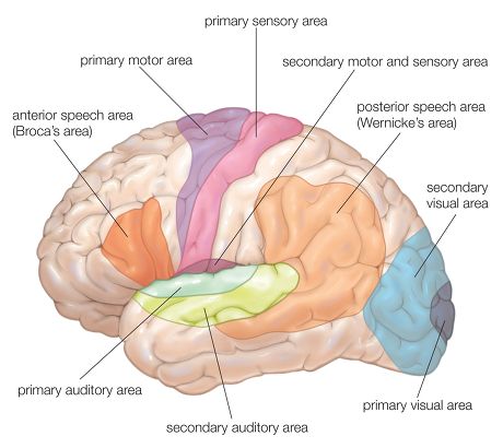 lateral view of the human brain