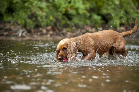 250 Dog playing in water Stock Pictures, Editorial Images and Stock ...