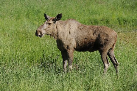 250 Cow elk Stock Pictures, Editorial Images and Stock Photos