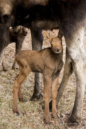 Moose Calf Standing Between Mothers Legs Editorial Stock Photo - Stock ...