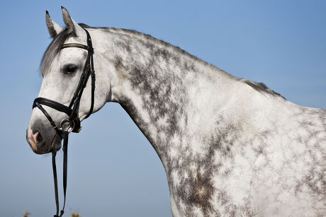 Bridled Hanoverian Grey Horse Portrait Editorial Stock Photo - Stock ...