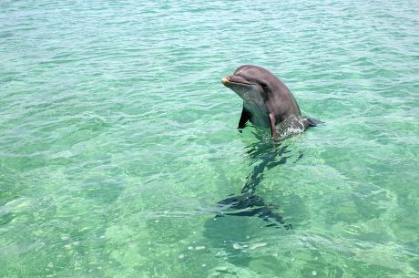 Common Bottlenose Dolphin Tursiops Truncatus Captive Editorial Stock ...