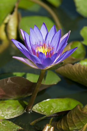 Blue Egyptian Water Lilies Sacred Blue Editorial Stock Photo   Stock