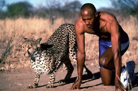 FRANKIE FREDRICKS VS CHEETAH IN AN OPENING SEQUENCE FOR A WILDLIFE DOCUMENTARY ON CABLE TV'S DISCOVERY CHANNEL, NAMIBIA, AFRICA - 1997