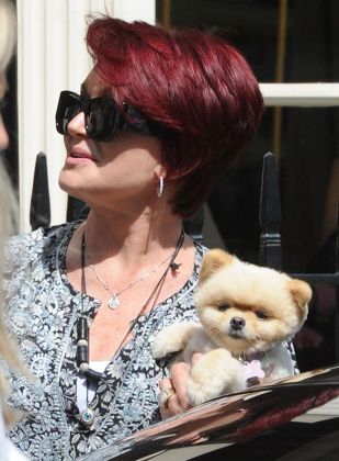 Sharon Osbourne Her Pomeranian Dog Mr Editorial Stock Photo - Stock