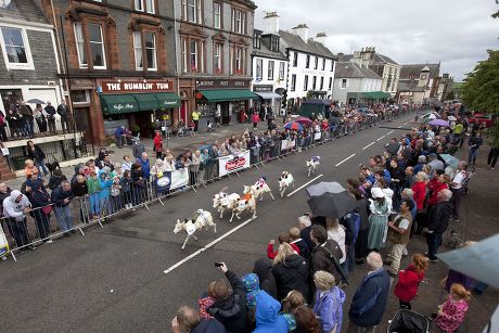 Sheep Racing Editorial Stock Photo - Stock Image | Shutterstock