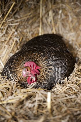Domestic Chicken Broody Hen Sitting On Editorial Stock Photo - Stock ...