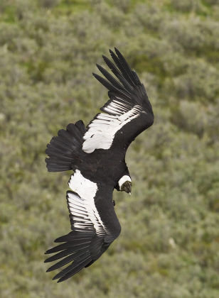 Andean Condor Vultur Gryphus Adult Male Editorial Stock Photo - Stock ...