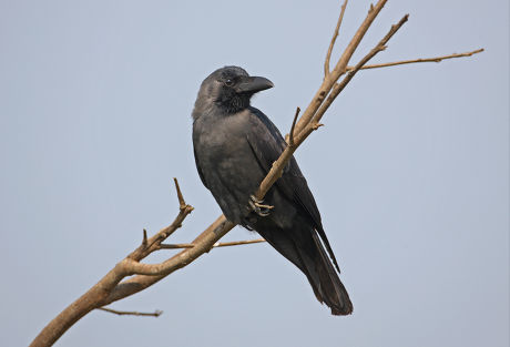 House Crow Corvus Splendens Splendens Adult Editorial Stock Photo Stock Image Shutterstock