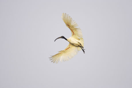 Blackheaded Ibis Threskiornis Melanocephalus Adult Flight Editorial 