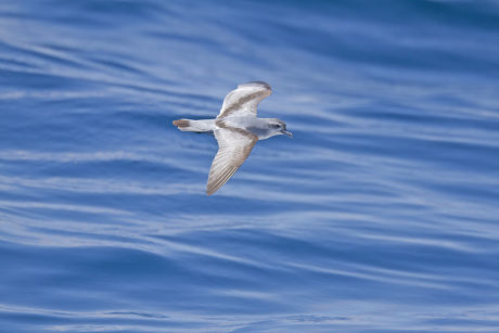 Fairy Prion Pachyptila Turtur Adult Flight Editorial Stock Photo