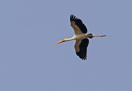 Milky Stork Mycteria Cinerea Adult Flight Editorial Stock Photo - Stock ...