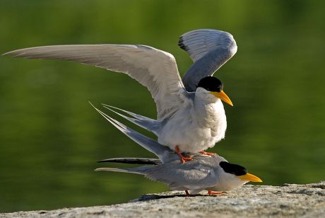 River Tern Sterna Aurantia Adult Pair Editorial Stock Photo - Stock ...