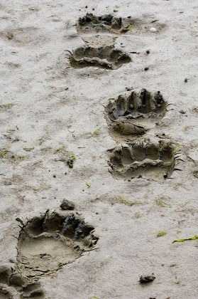 Grizzly Bear Ursus Arctos Horribilis Footprints Editorial Stock Photo 