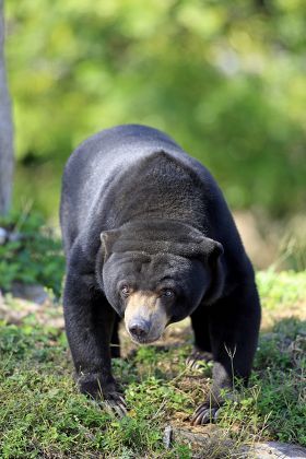 Malaysian Sun Bear Helarctos Malayanus Adult Editorial Stock Photo ...