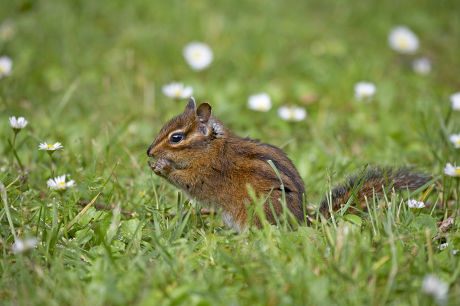 Townsends Chipmunk Neotamias Townsendii Adult Feeding Editorial Stock 