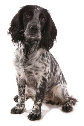 Domestic Dog Working Cocker Spaniel Puppy Editorial Stock Photo - Stock ...